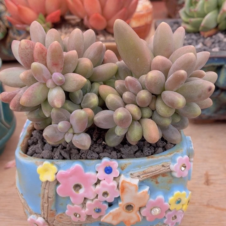 多肉糖果美人一物一拍