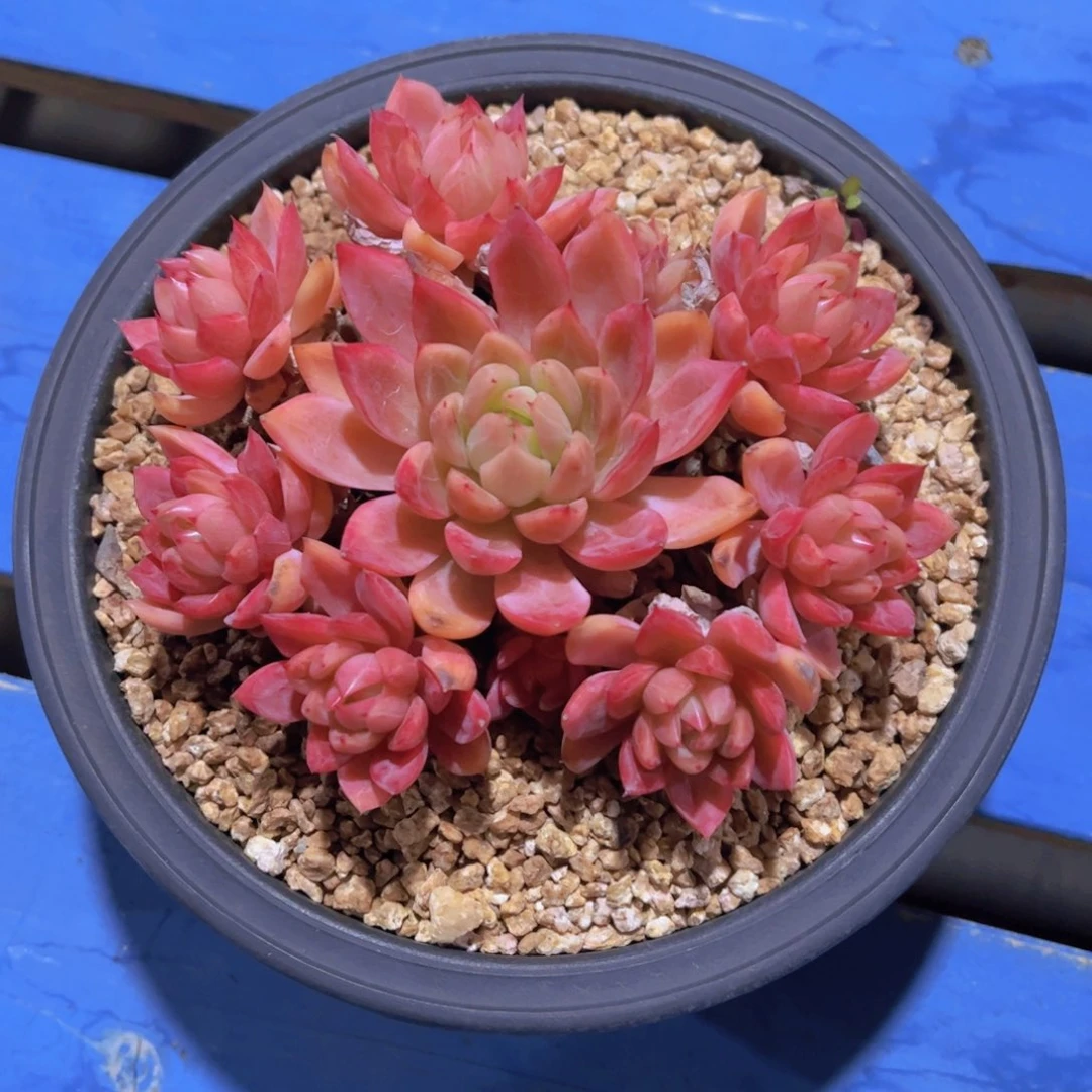 庆*粉龙，多肉植物