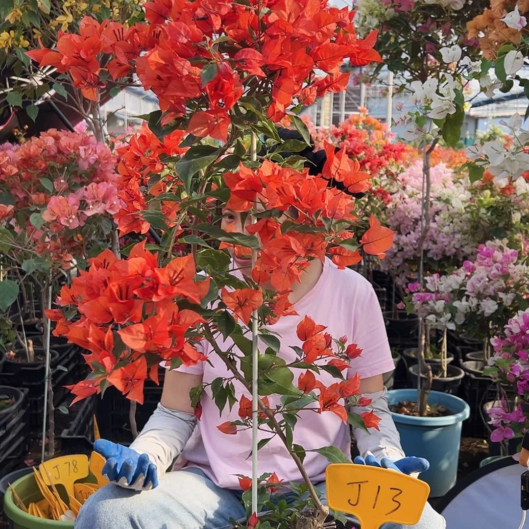 月***儿大部分花苞少量开放J13红桑巴