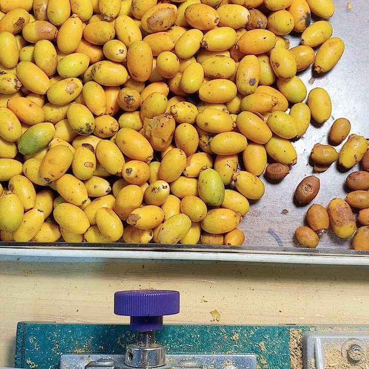 吊坠紫金鼠椰枣88888888