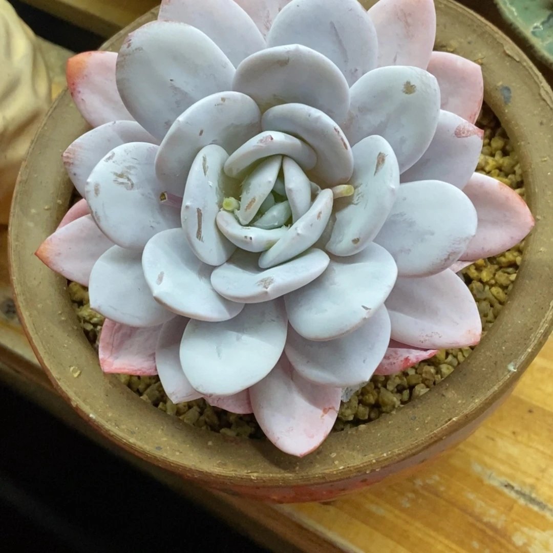 精品多肉一物一拍不包整389