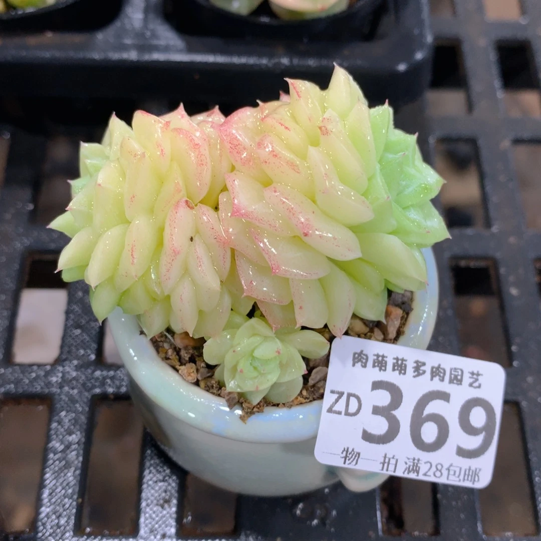 肉萌萌拇指盆精控多肉ZD369