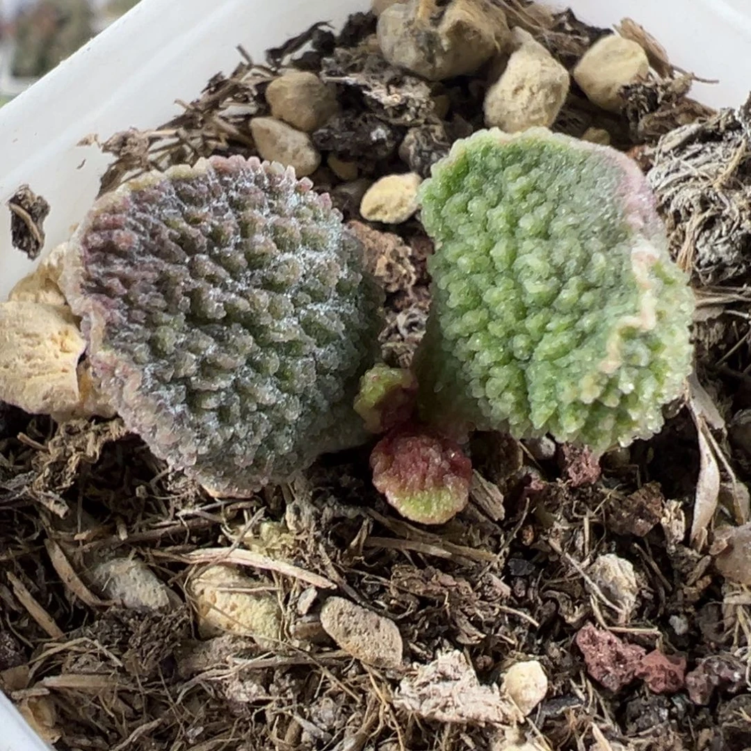 66实生紫粉色系爆炸刺新品