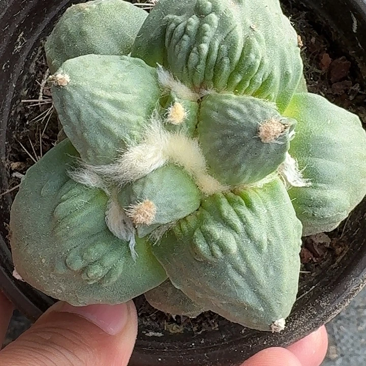 无花朵苗接大尤怒涛033