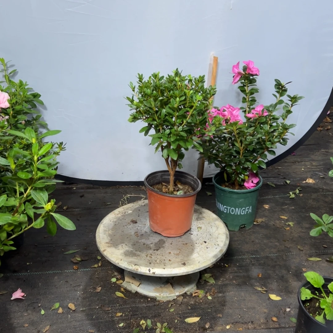 安***然完全开放都美人杜鹃