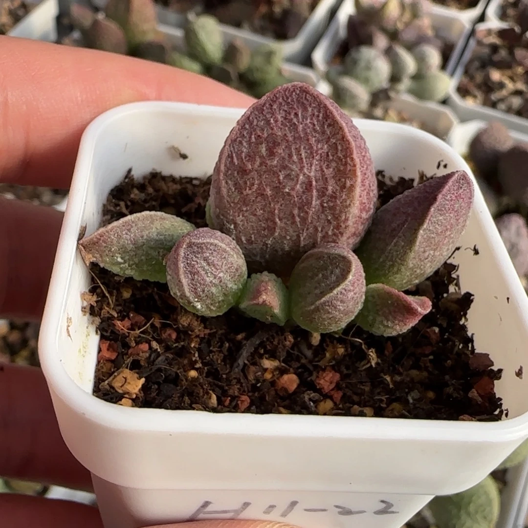 园艺水泡多肉植物