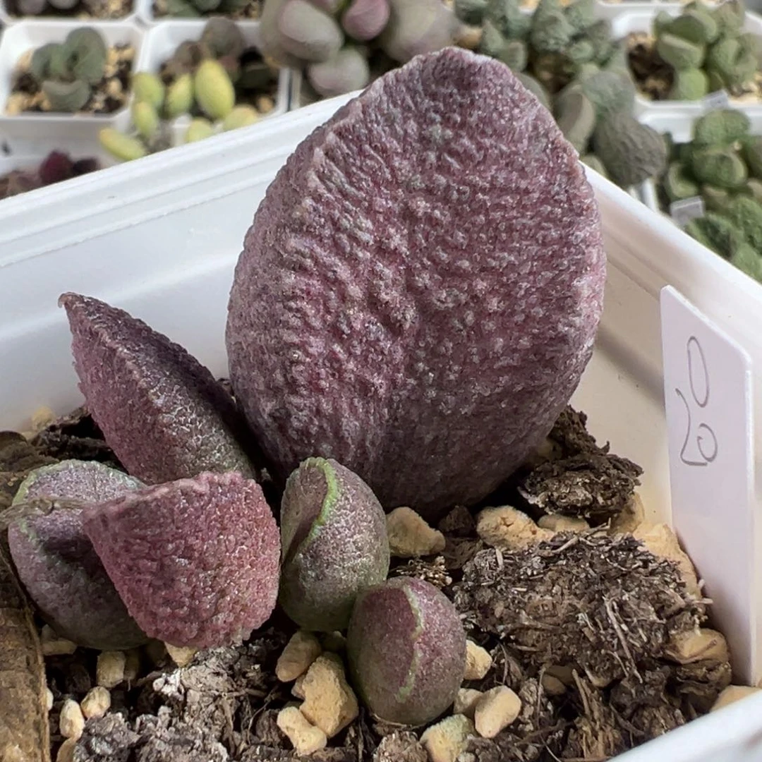 实生新品大苗多肉植物水泡多肉植物