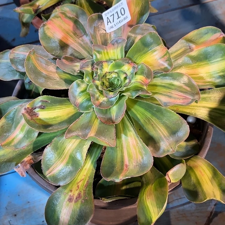 随*710暴君多肉植物