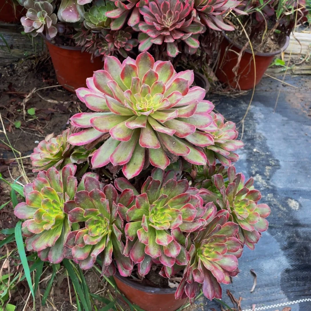 123鲜花老桩红锦鲜花