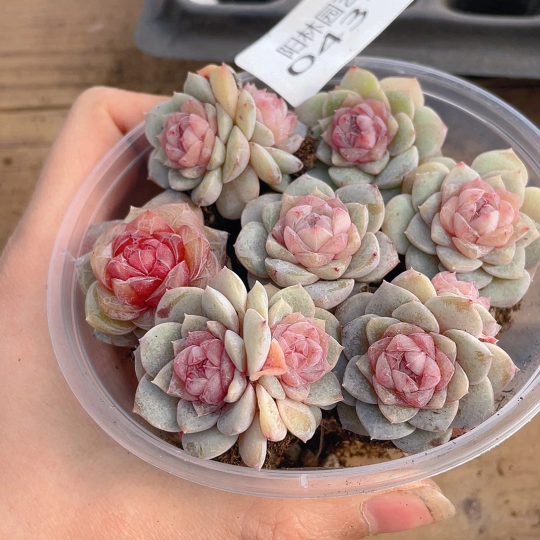 多肉植物多肉植物431