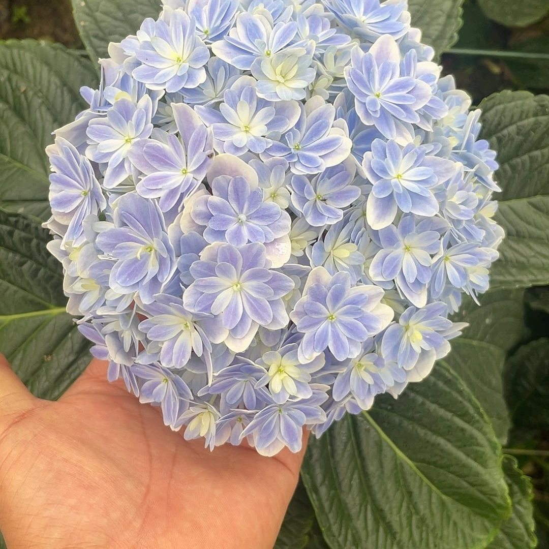 完全开放绣球切花一物一拍3枝起包邮，10
