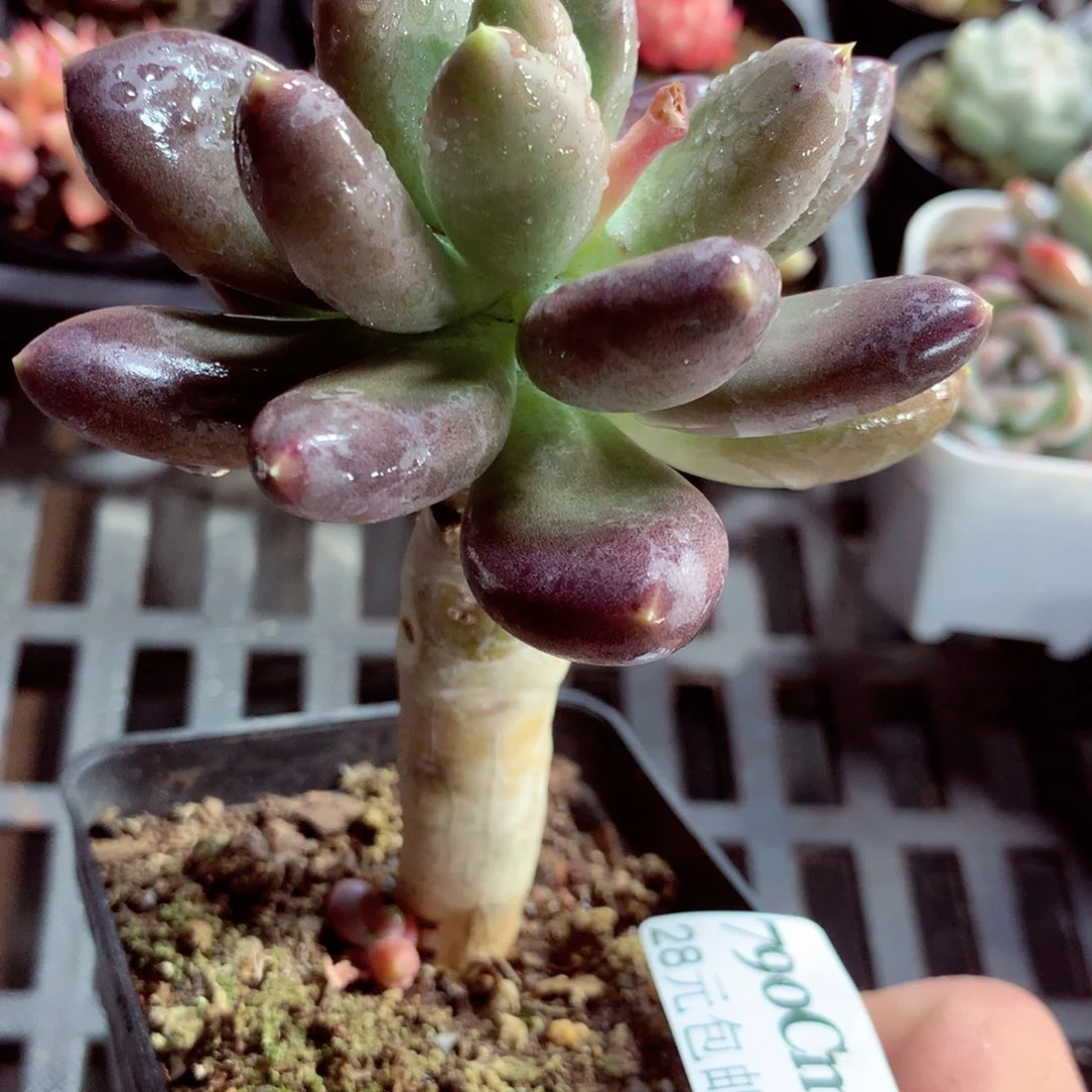 5厘米盆精控多肉790