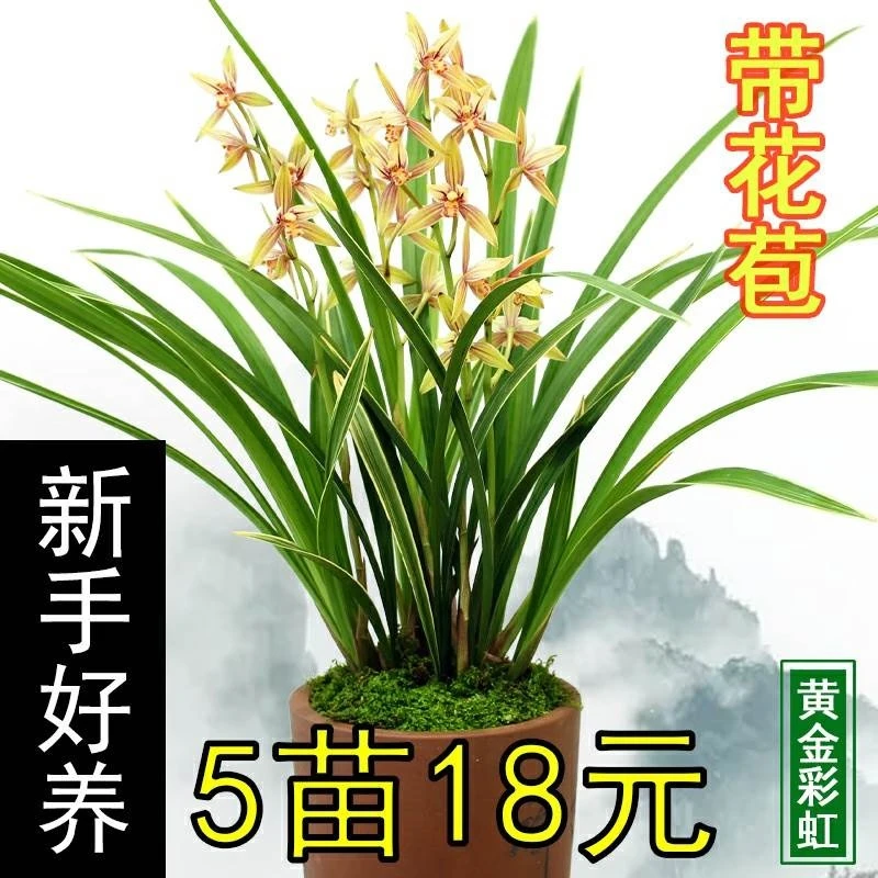 带花苞金边兰花黄金彩虹浓香型建兰四季兰盆栽客厅花卉室内带盆土