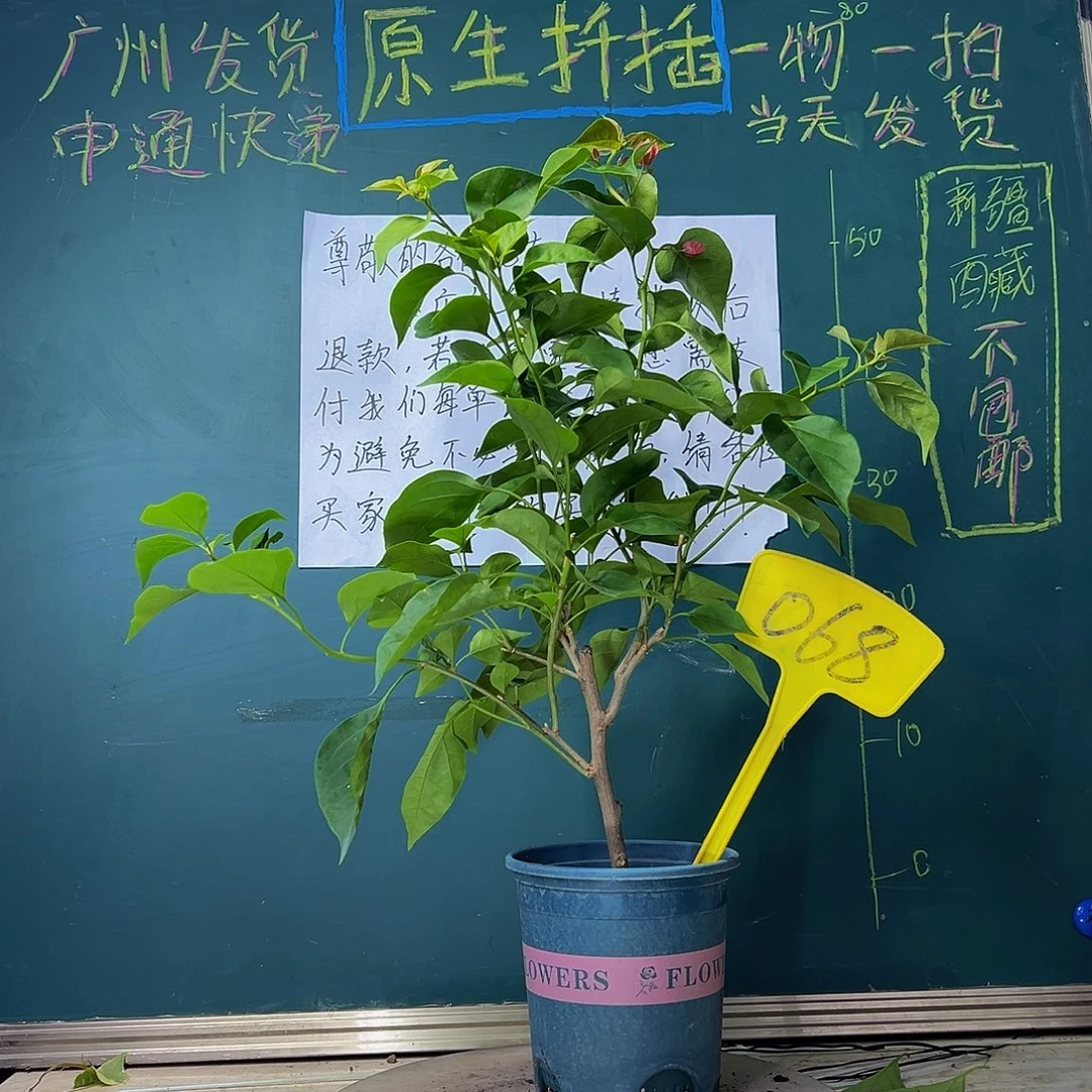 当前无花栽培后可以开花不甜西瓜068
