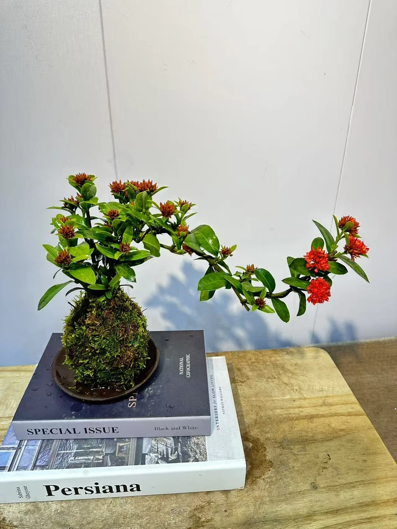 小叶重瓣龙船花苔藓球悬崖飘枝桌面绿植盆栽