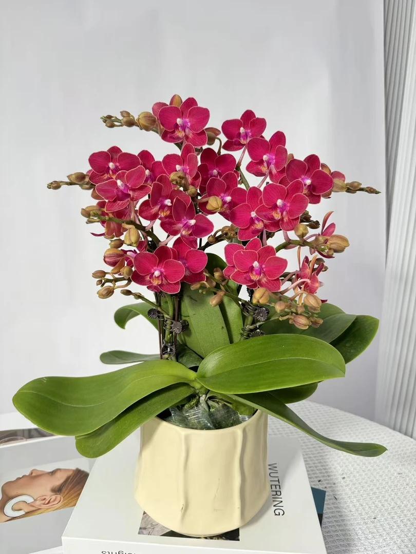 蝴蝶兰<草莓芝士>带香味蜡质花鲜花绿植 带花带花苞 送人送礼