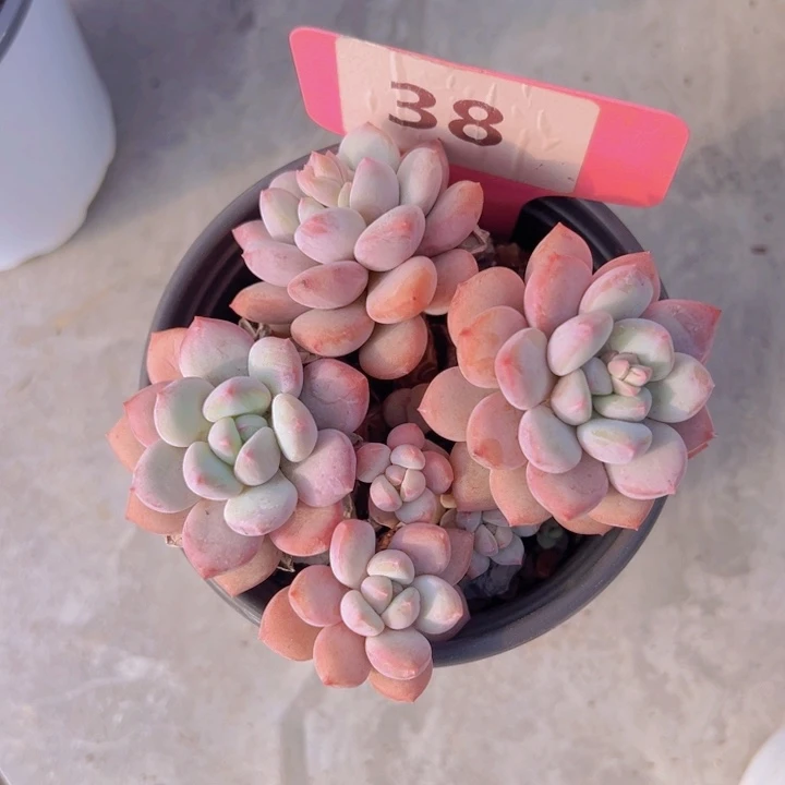 健健康康平平安安