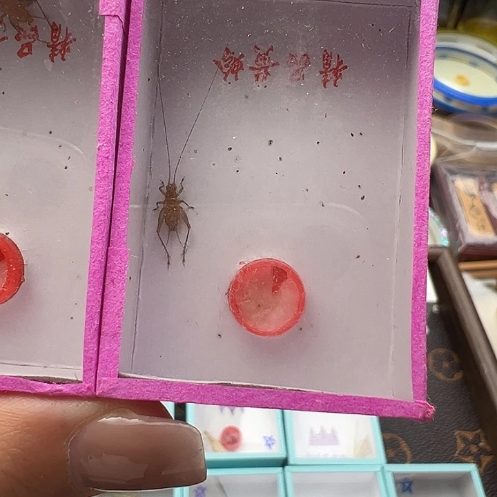 中黄蛉一只包邮嗯额