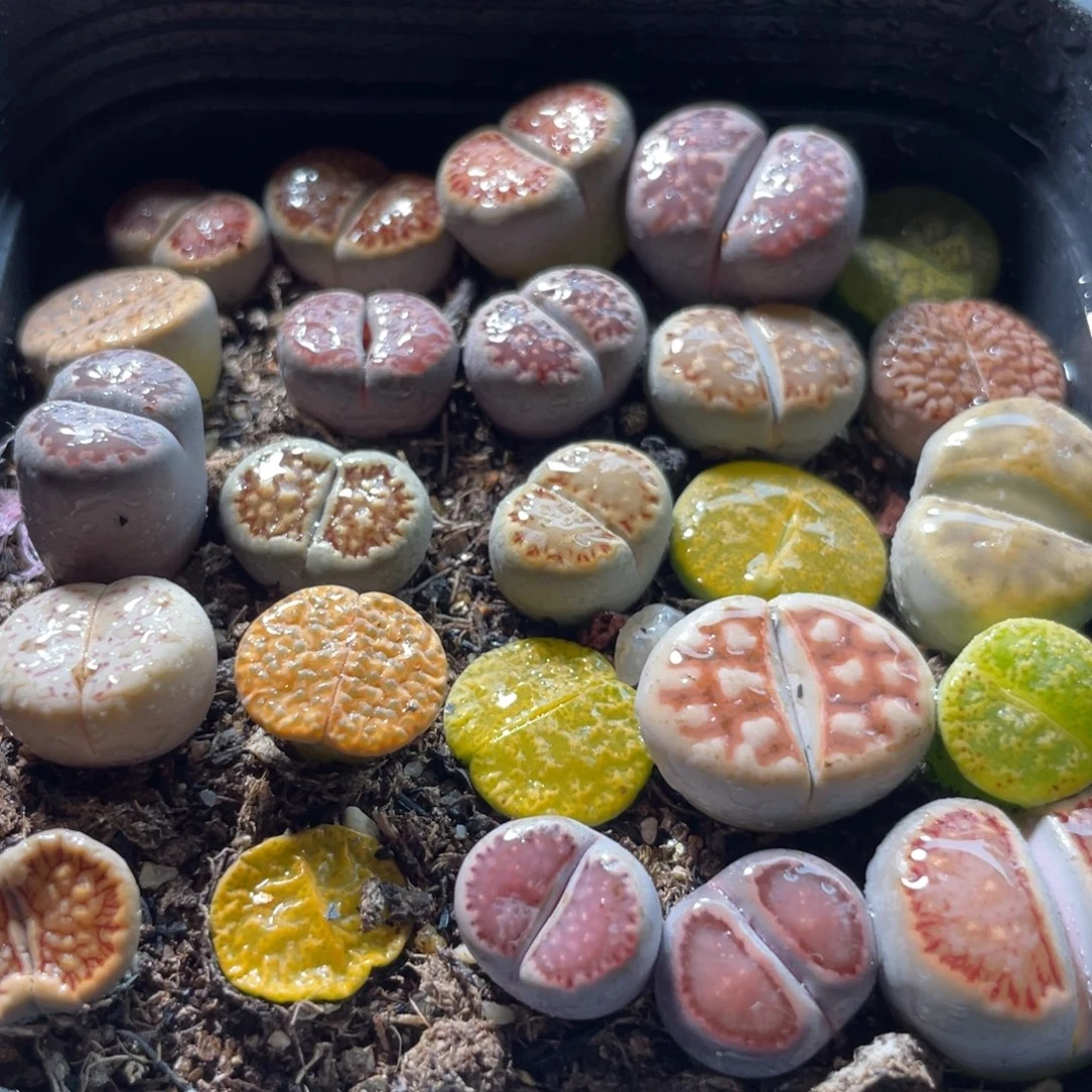 大盆特价一物一拍～9