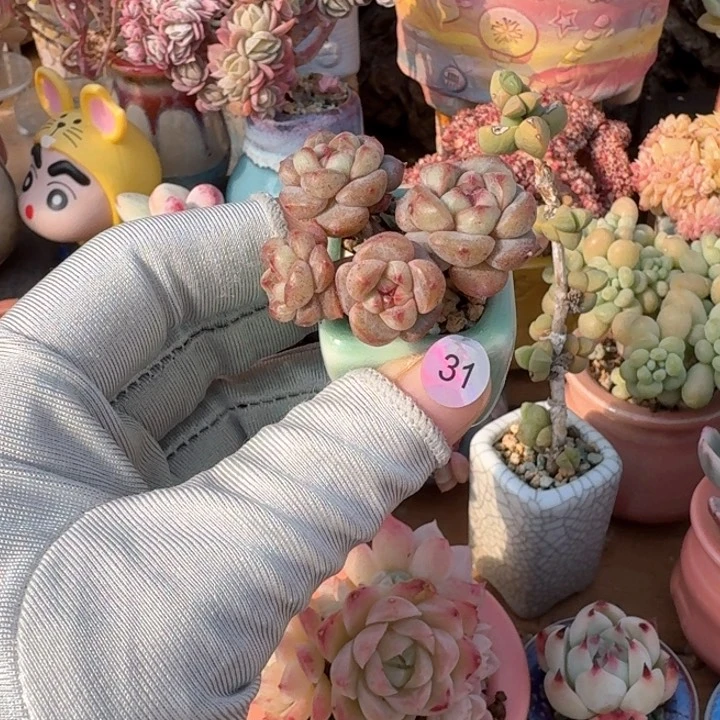 31 多肉含盆土 满30元包 除偏远