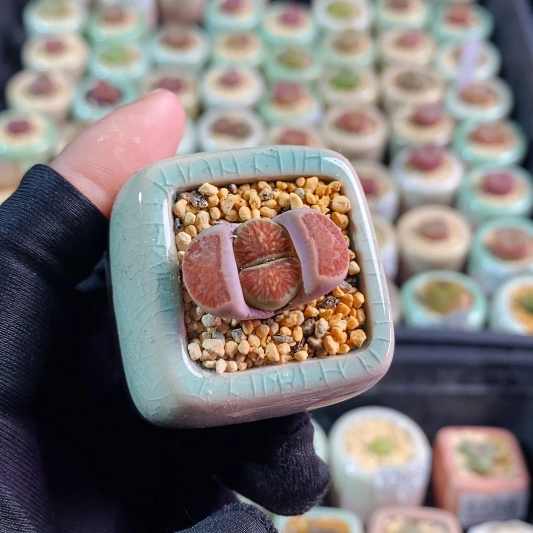 3324-- 一物一拍 带盆