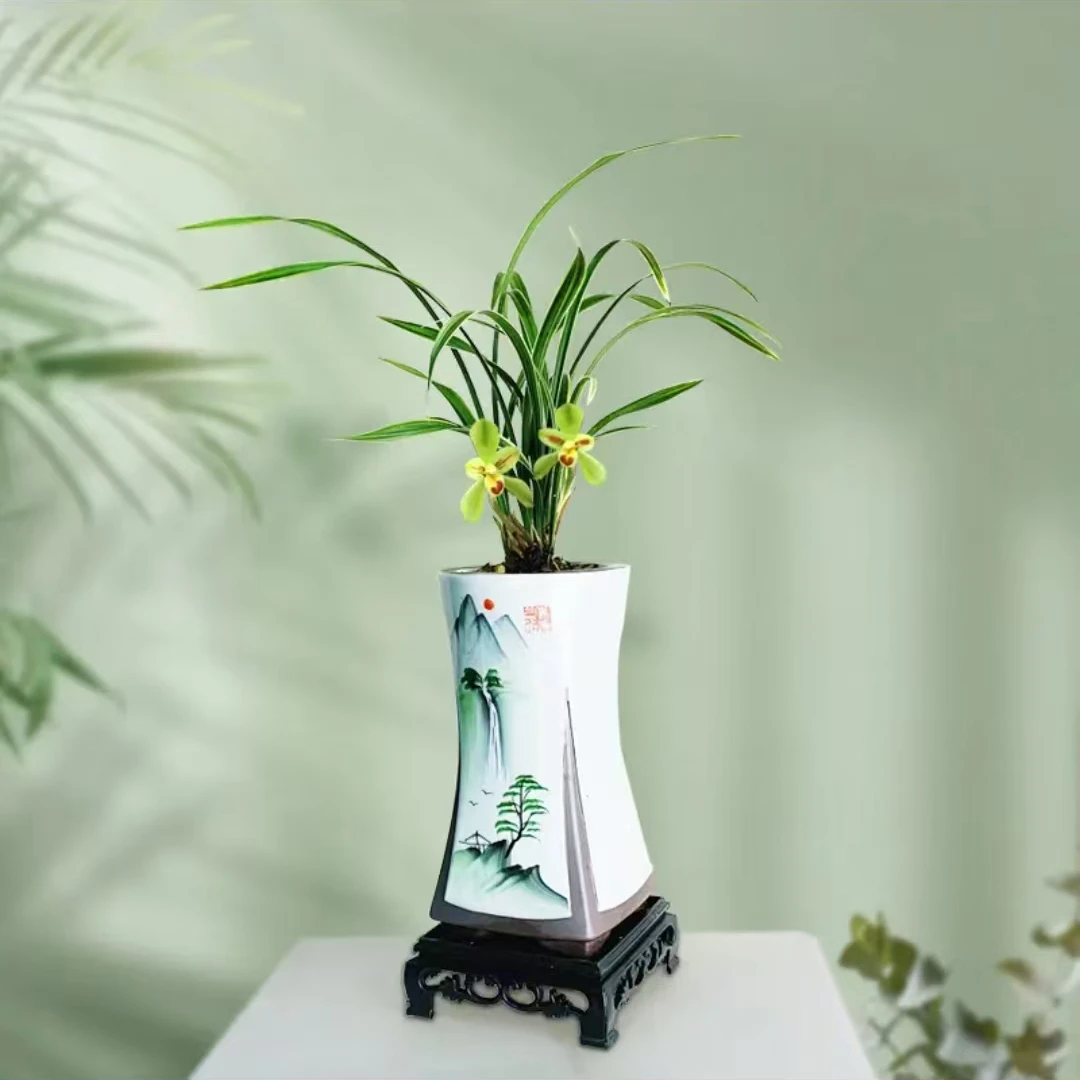 （带花苞）春剑兰花华夏美人金边细叶春兰桌面花卉绿植盆栽浓香型