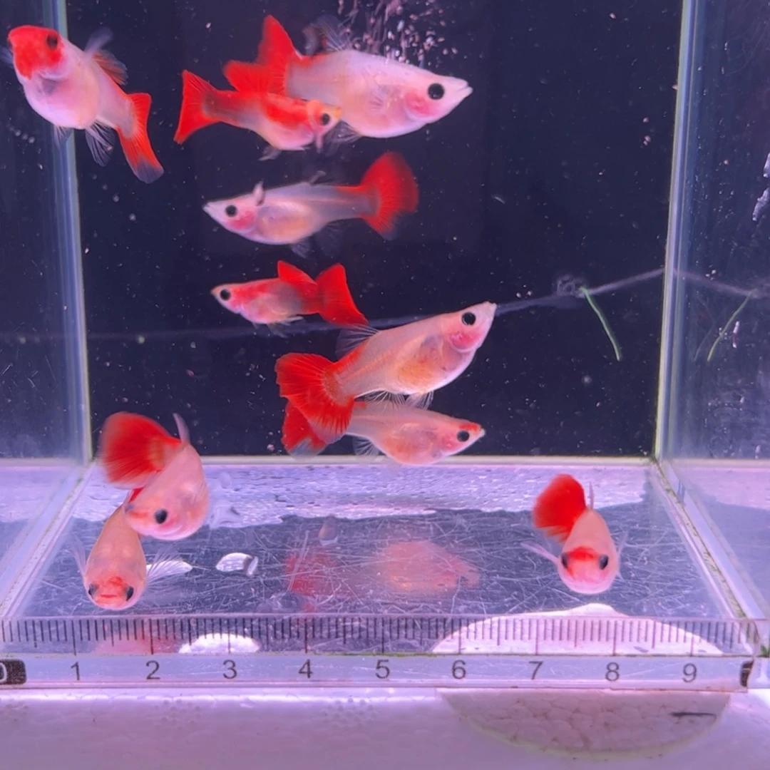 伊***蘭孔雀鱼红头清缸10条