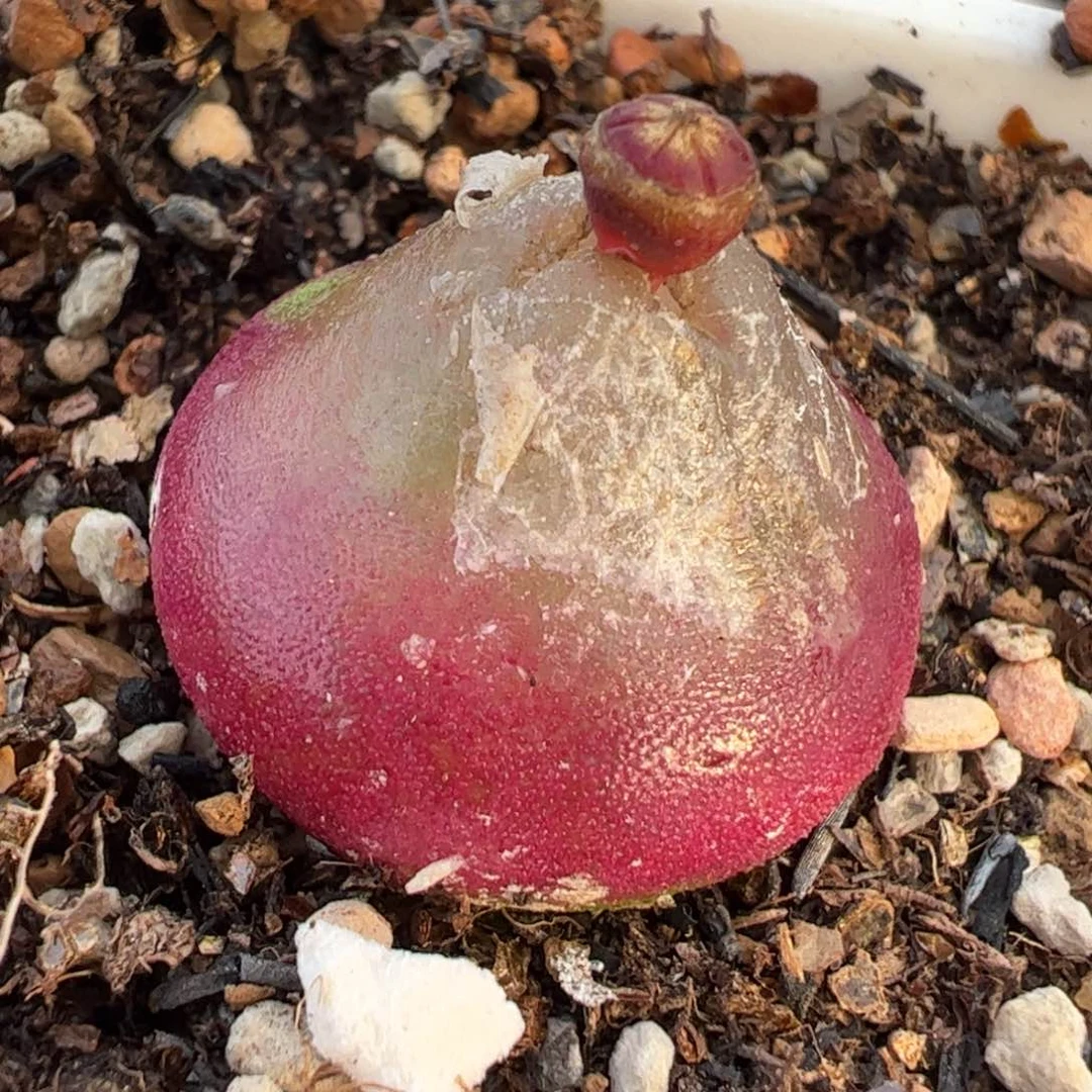 多肉植物百科369