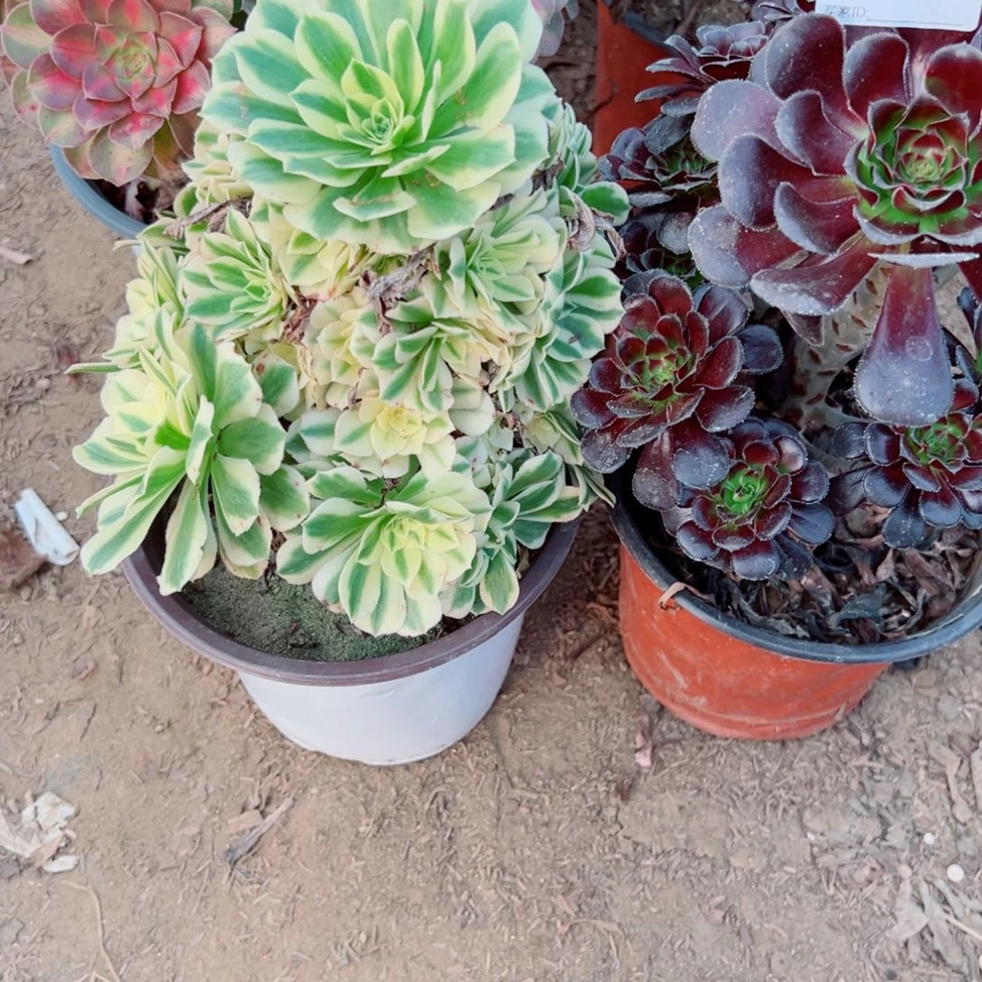 402迈巴赫多肉植物