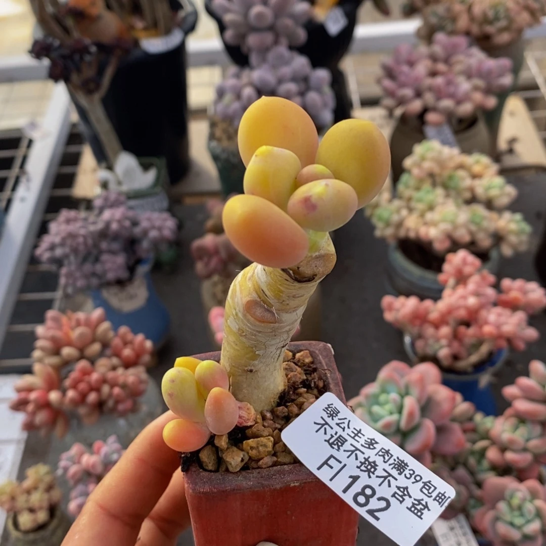 青*金蟾182/4cm的肉