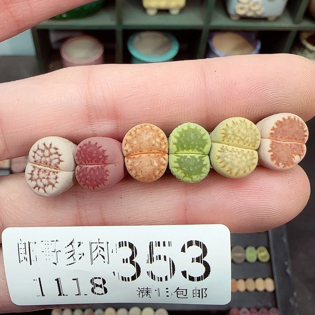 满满18包邮1118-353