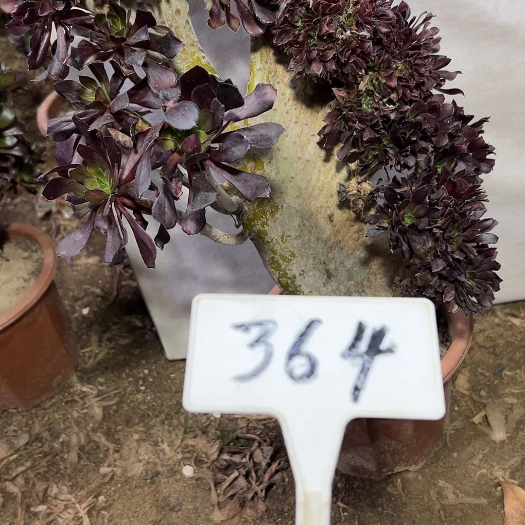 多肉植物黑法师缀花364