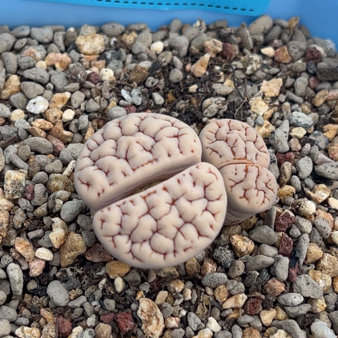 7847双头红纹189一颗