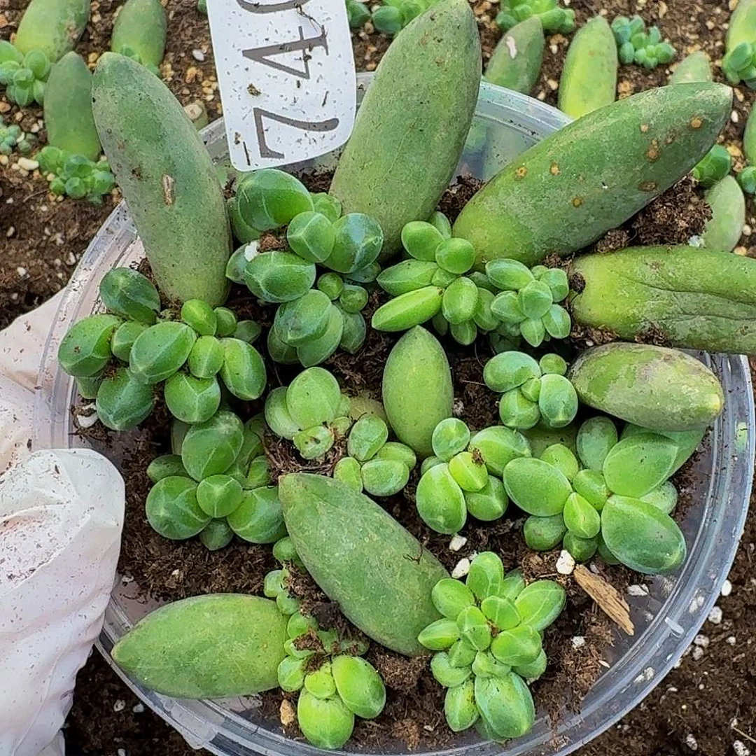多肉植物多肉植物740