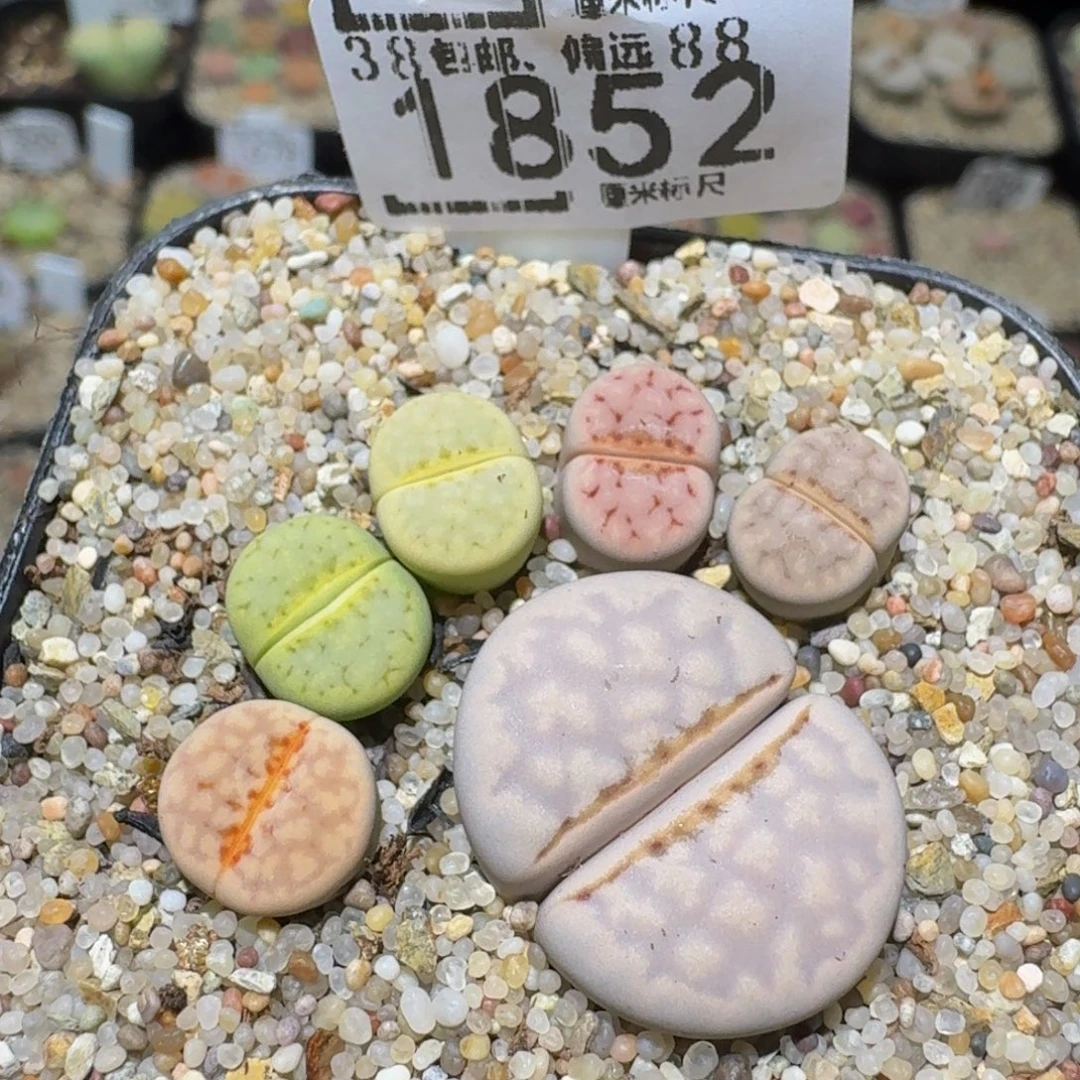 Ssss精品生石花1852