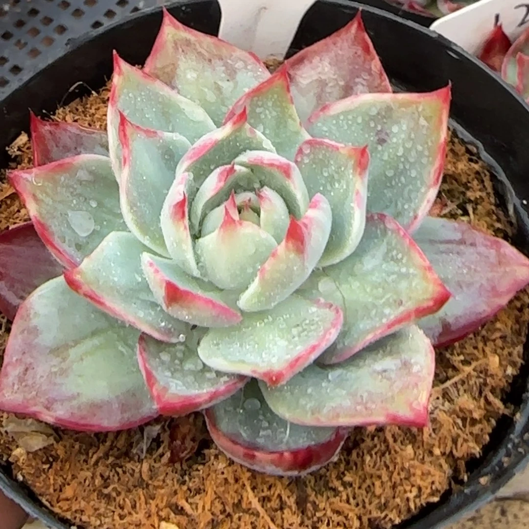 惊鸿一物一拍包装收缩花旱761