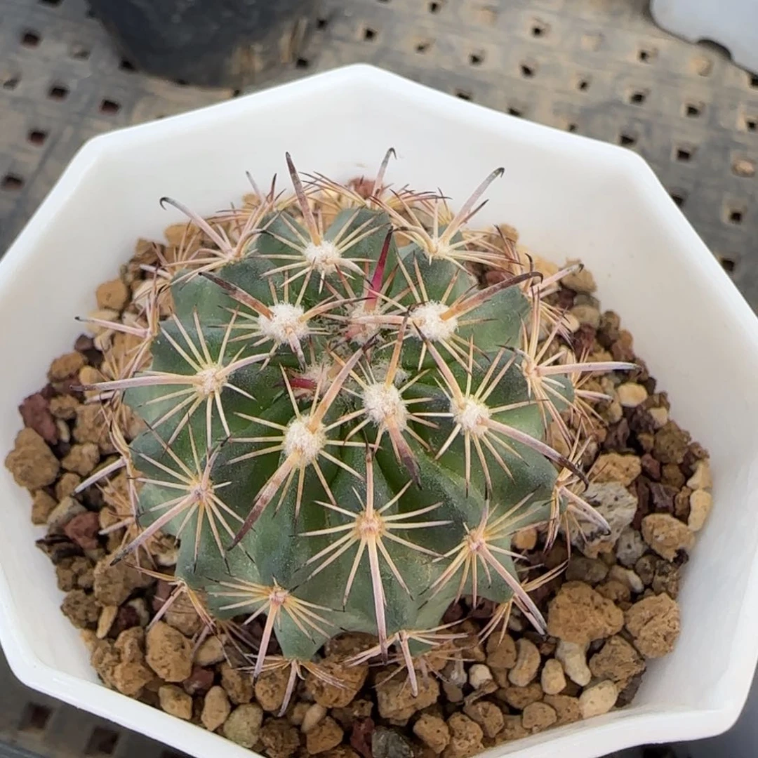 134实生虎爪多肉箐桃