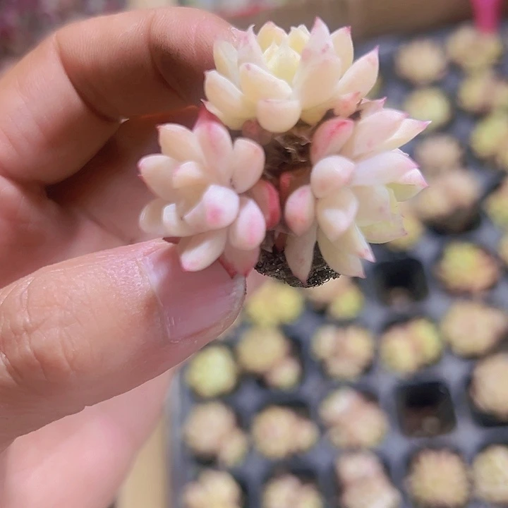 粉色女王精品多肉