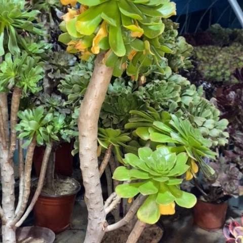 原始绿多肉植物025