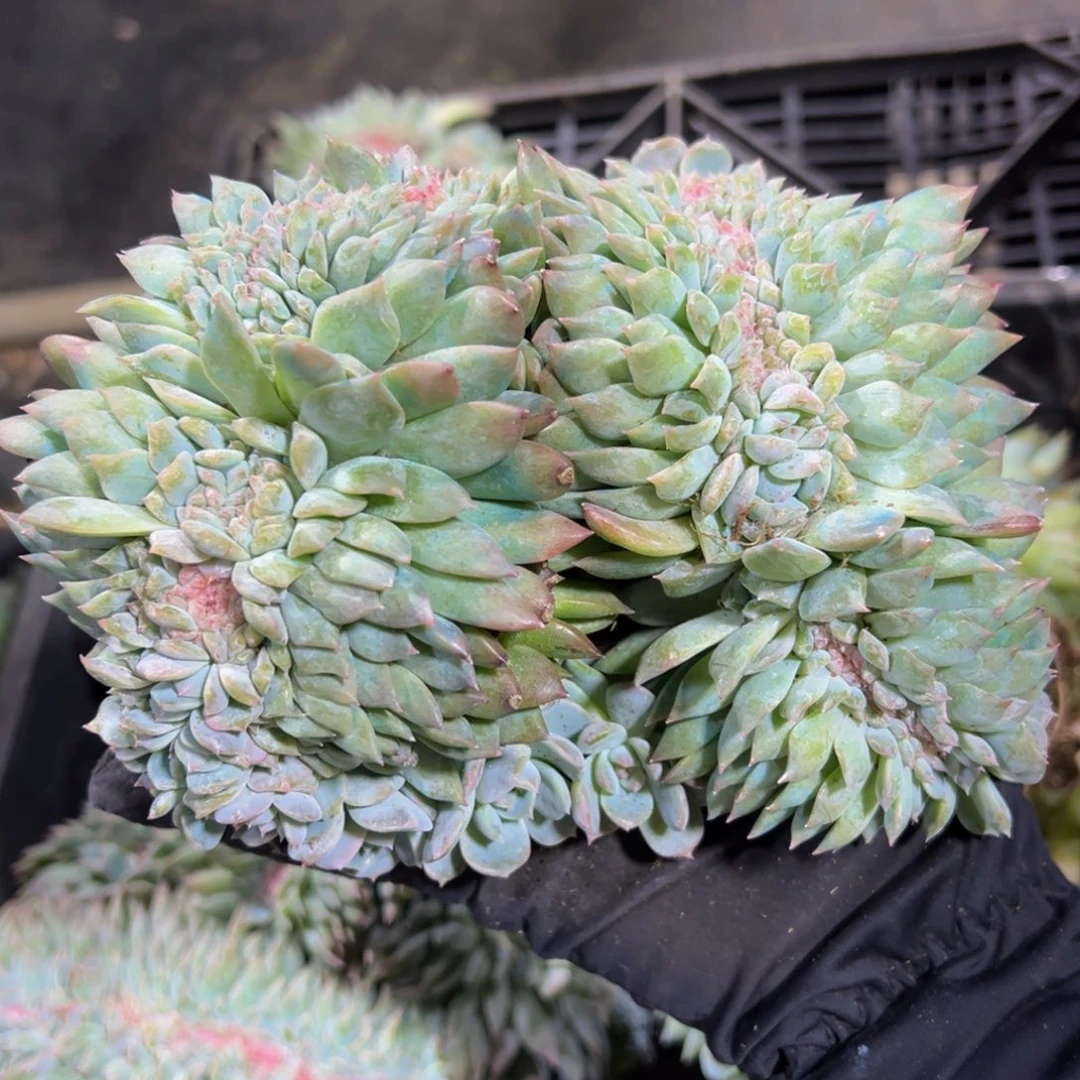 倩***儿水蜜桃冰魄缀微瑕