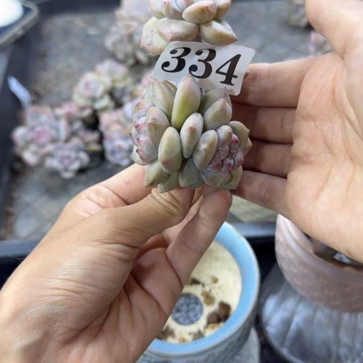 星影5头无根一物一拍334