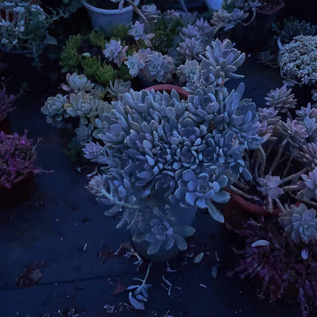 冬美人锦26.8多肉老桩