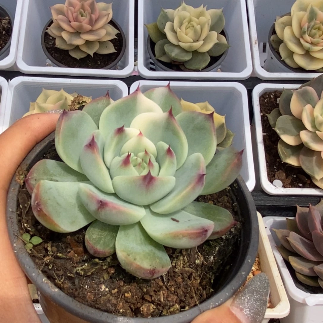470锦锦锦锦锦锦锦锦