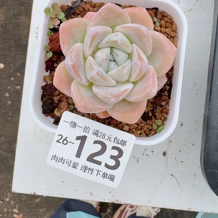 冰玉无盆土发货多