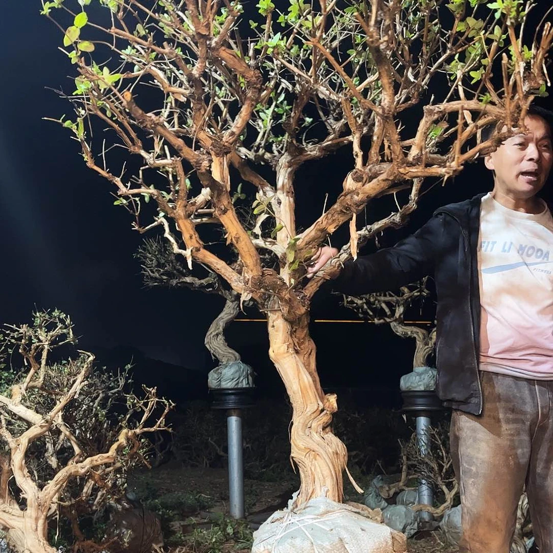 当前无花栽培后可以开花