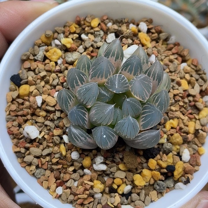 糊斑霓虹灯玉露锦