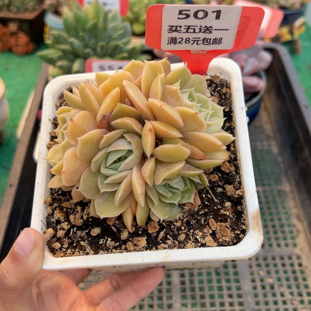 表妹精品多肉植物501.