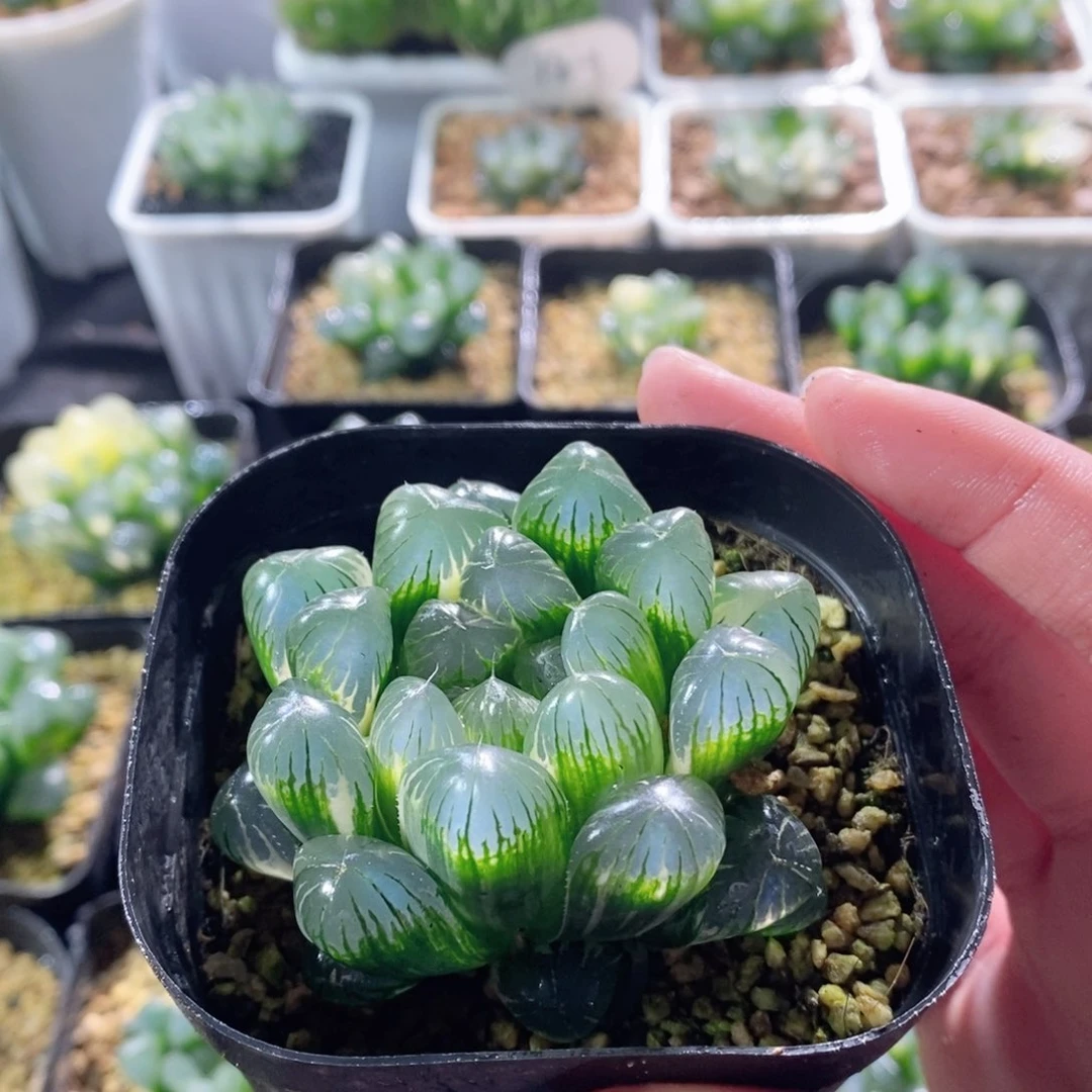 实生玉露锦多肉植物