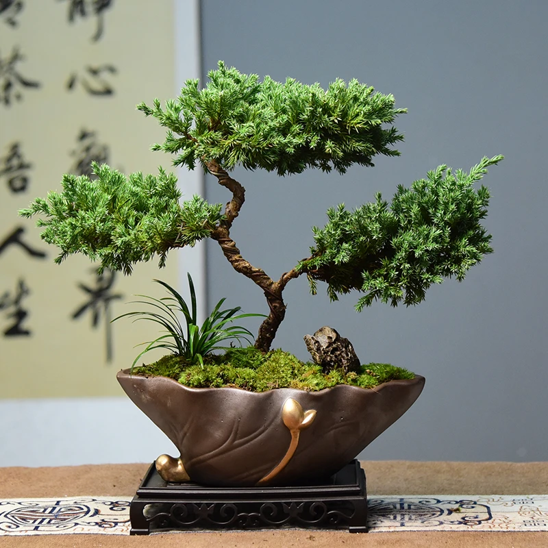 S三层真柏盆景造型绿植室内盆栽办公客厅书房微景观四季常青好养