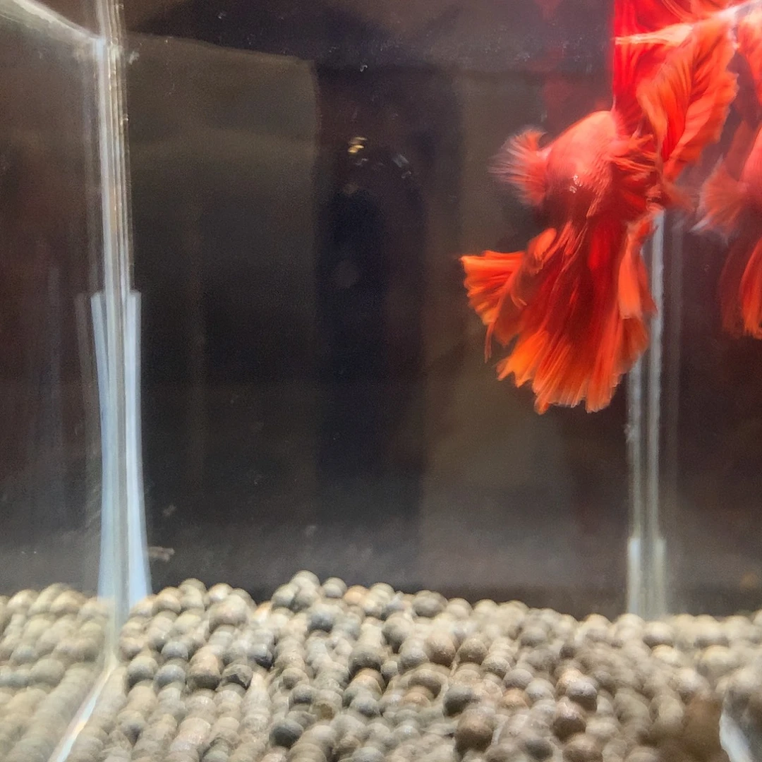 斗鱼七弟泰国斗鱼49